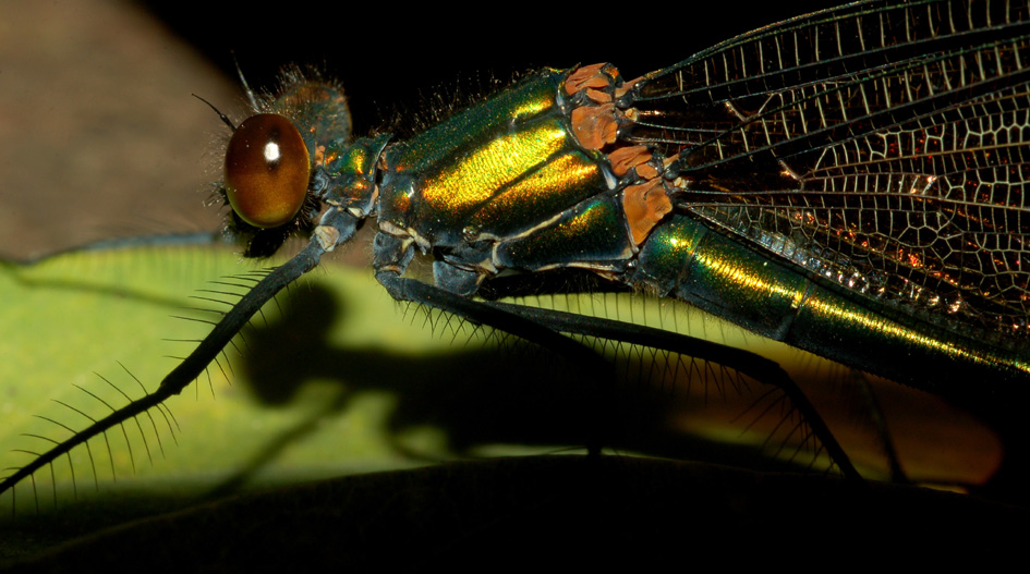 avvistamento del 21-11-09: calopteryx virgo